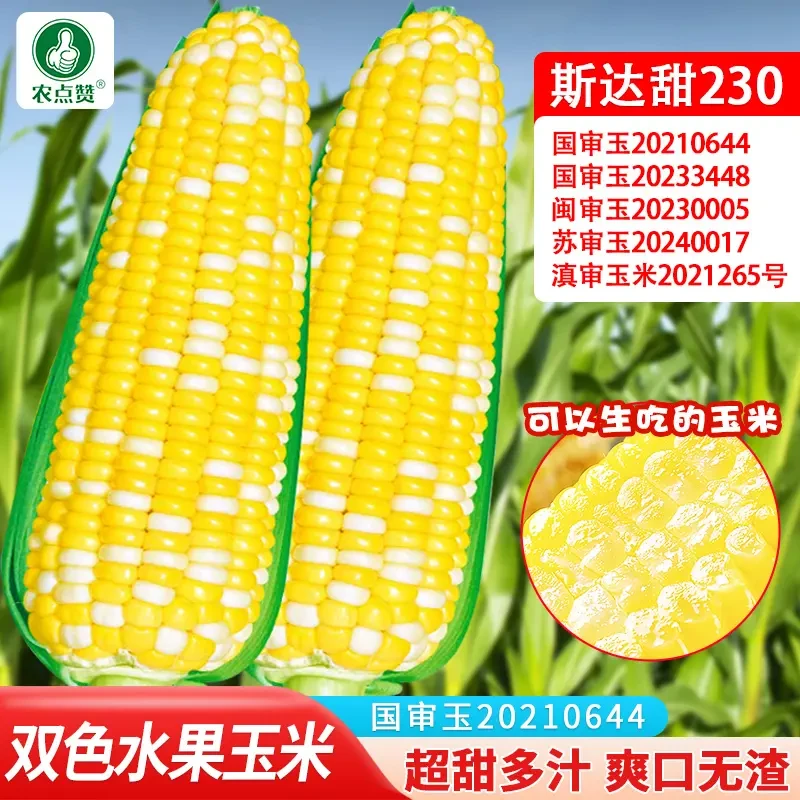 斯达甜230 超甜水果玉米种籽种子苗秧甜玉米大全香甜四季特大甜糯