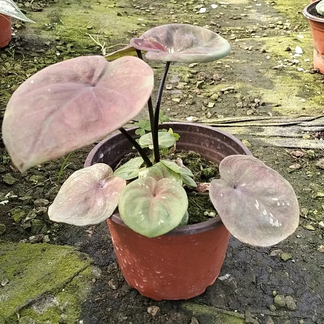 海王（2颗套餐）多年生室内观叶彩叶芋网红热植净化空气绿植