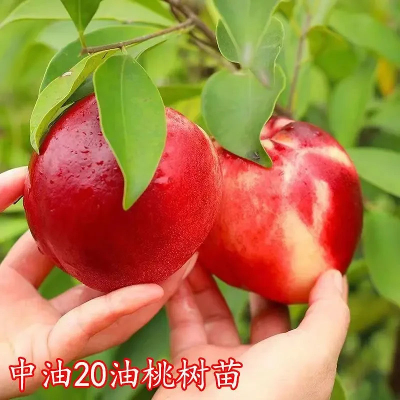 特大中油20油桃苗嫁接油桃树苗早熟南方北方种植盆栽地栽当年结果