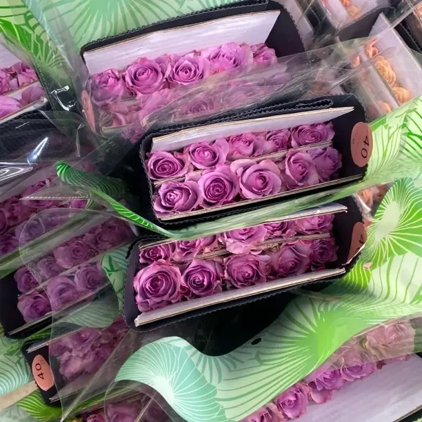 (20把起发)金露源紫霞仙子玫瑰云南鲜切花