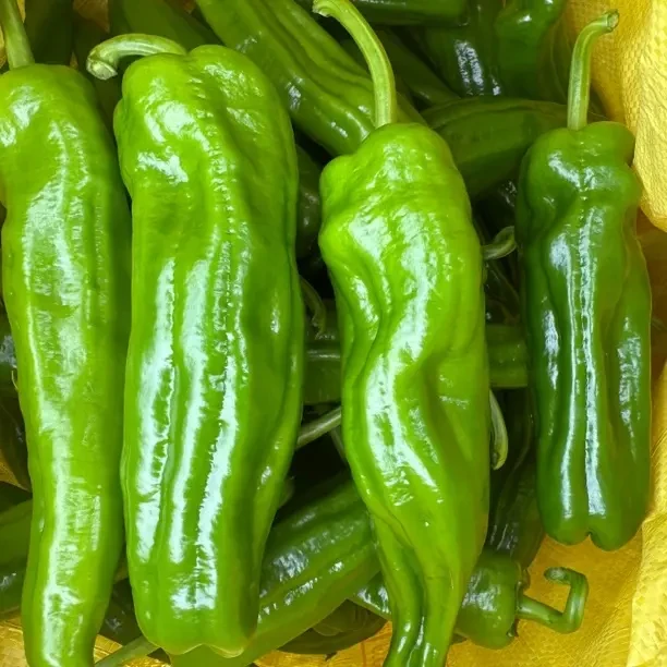 新鲜现摘薄皮微辣青辣椒应季蔬菜