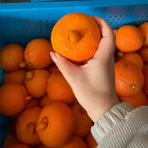 正宗当季新鲜水果象山红美人爱媛28现摘现发10斤装瑕疵果家庭尝鲜