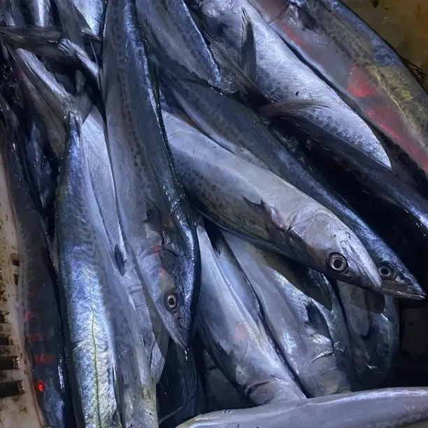 新鲜渤海野生小鲅鱼6斤每条3-5两深海捕捞海鱼