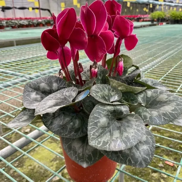 【幻影酒红】仙客来酒红色迷人粉色兔耳朵好看好养四季开花160大杯