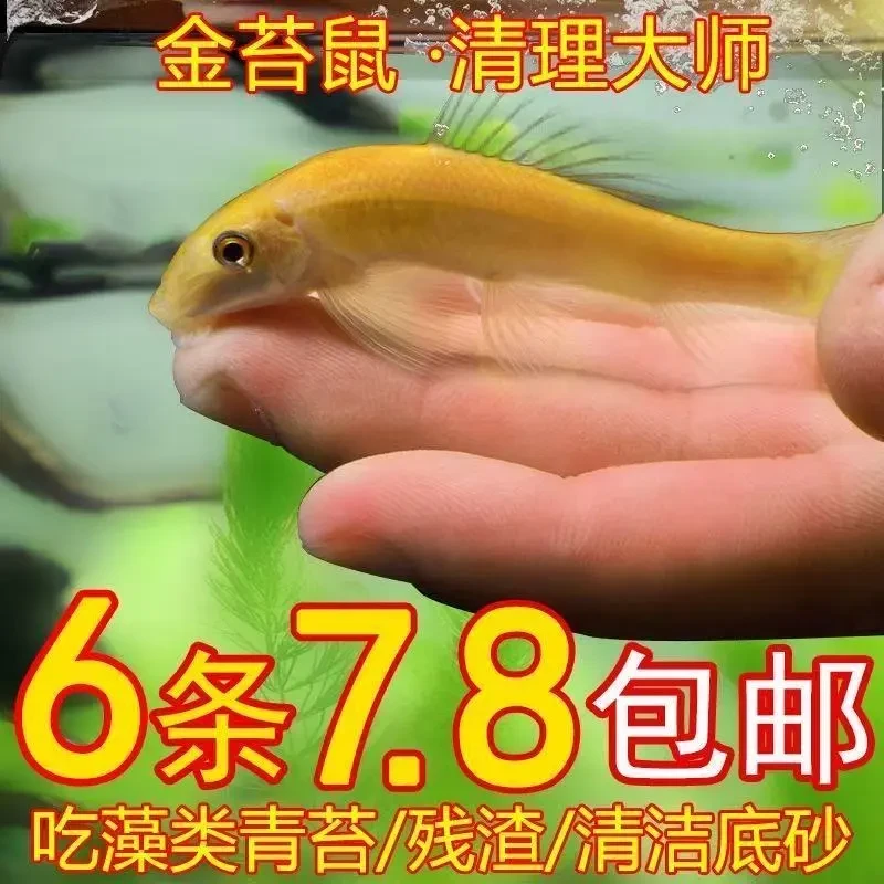 好养耐活金苔鼠鱼淡水热带鱼小型观赏鱼草缸除藻清洁粪便工具鱼