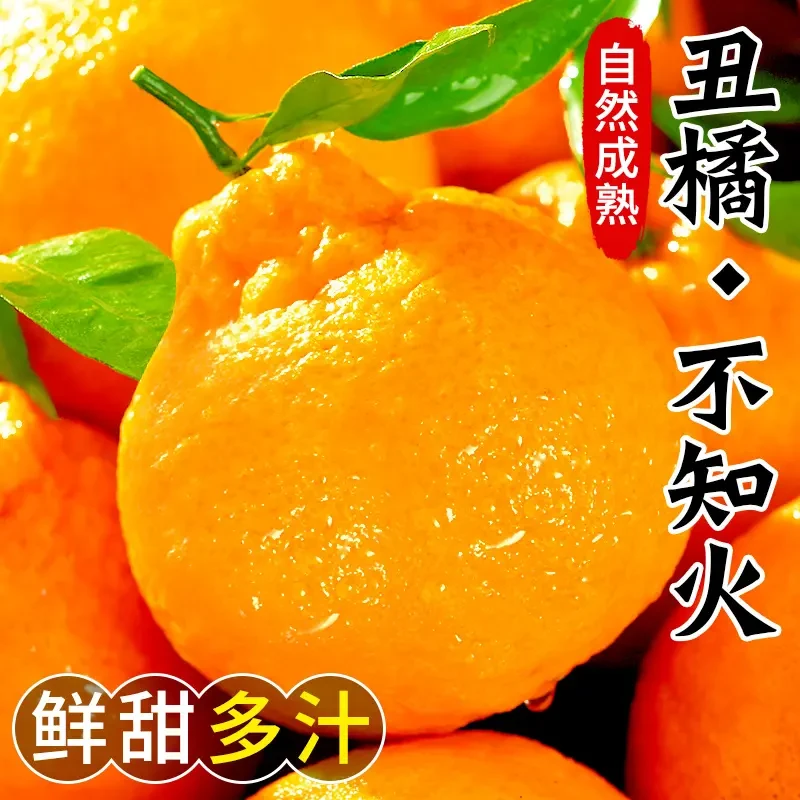 高山不知火丑橘水果新鲜采摘应当季整箱1-9斤丑柑桔子柑橘丑八怪