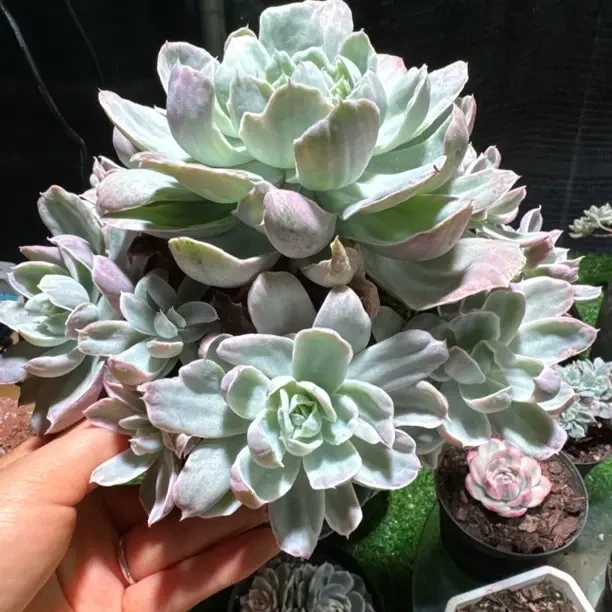 韩版伯克利锦，一物一拍，多肉植物庭院净化空气好选择