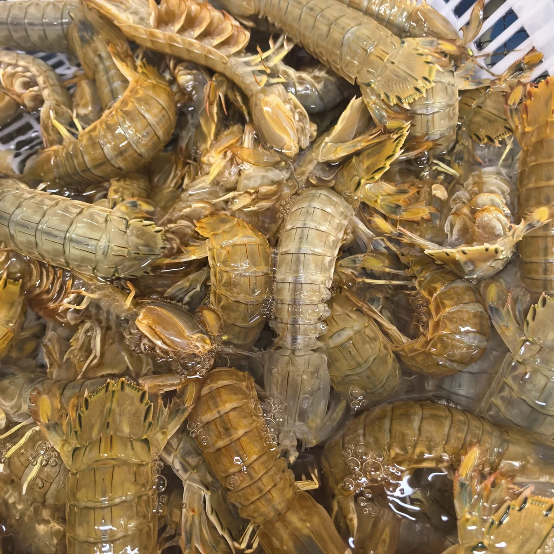 【保鲜不保活】鲜活皮皮虾大小公母混搭（一斤16只左右）天津海鲜直播