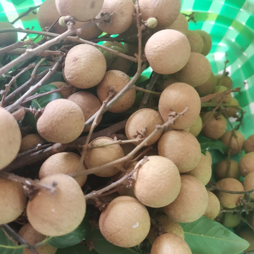 福眼龙眼新鲜现摘当季水果果肉厚多汁带枝叶发货清甜不腻应季水果