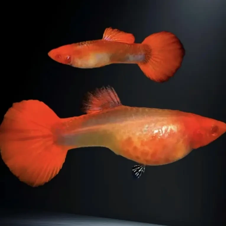 鸿运当头红头孔雀鱼小型热带观赏鱼易繁殖好养耐活