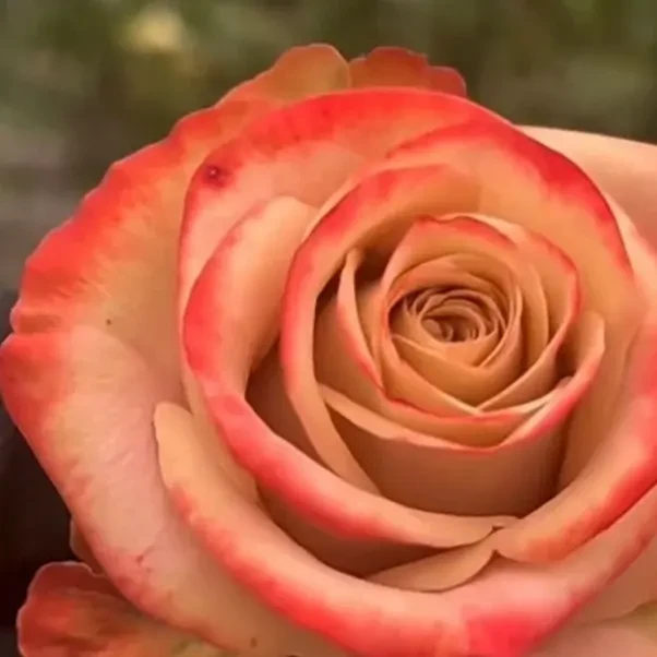 四季开花耐寒耐热浓香玫瑰花老桩苗盆栽植物
