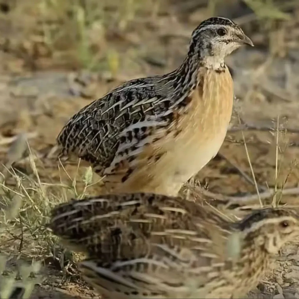 串子鹌鹑精品鹌鹑包邮