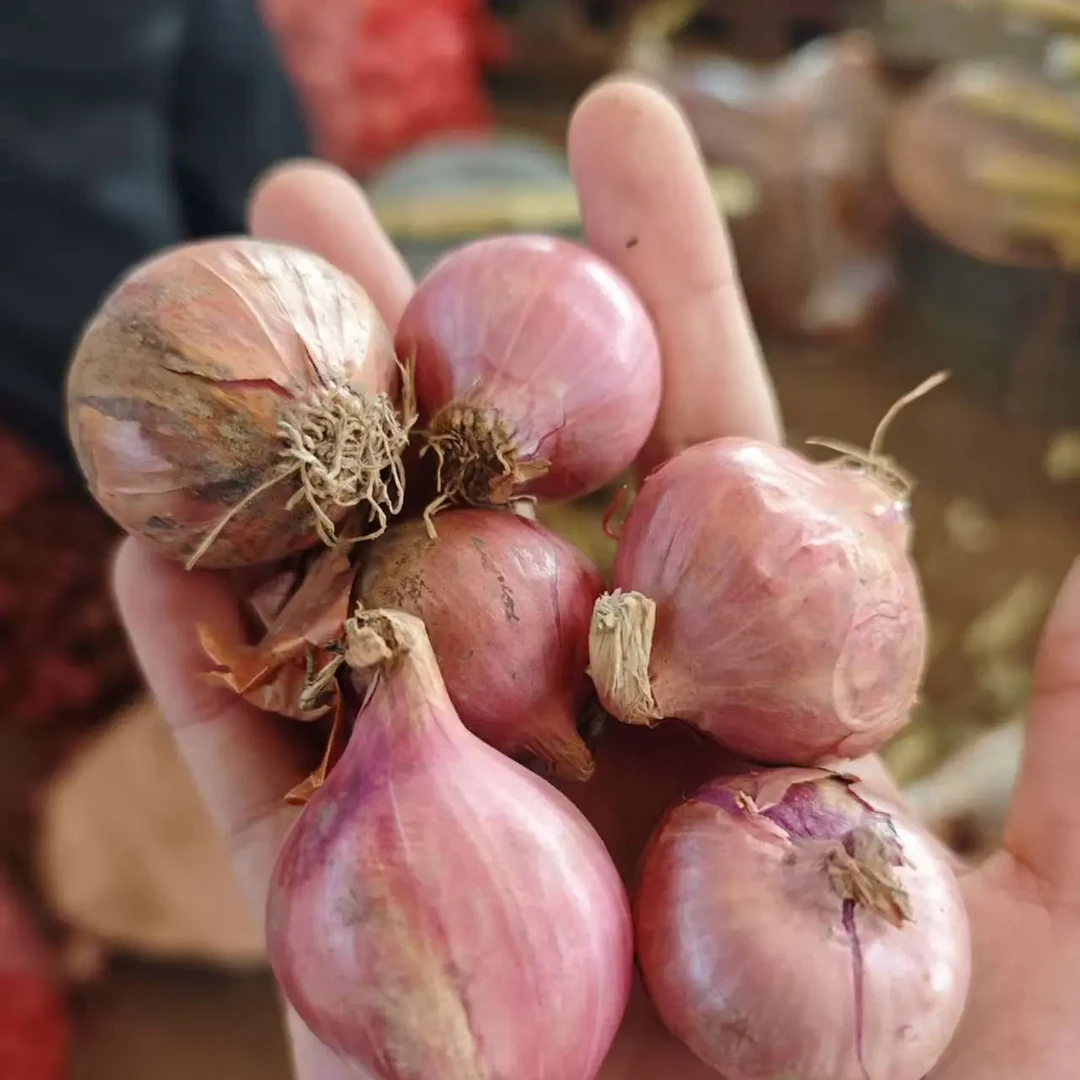 云南边境集市现收 农家缅甸小洋葱