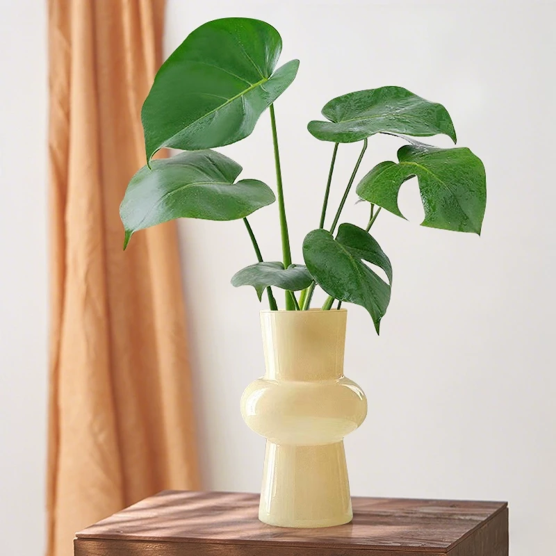 【粉丝福利】龟背竹春羽天堂鸟税额屁装饰客厅办公室好养净化空气