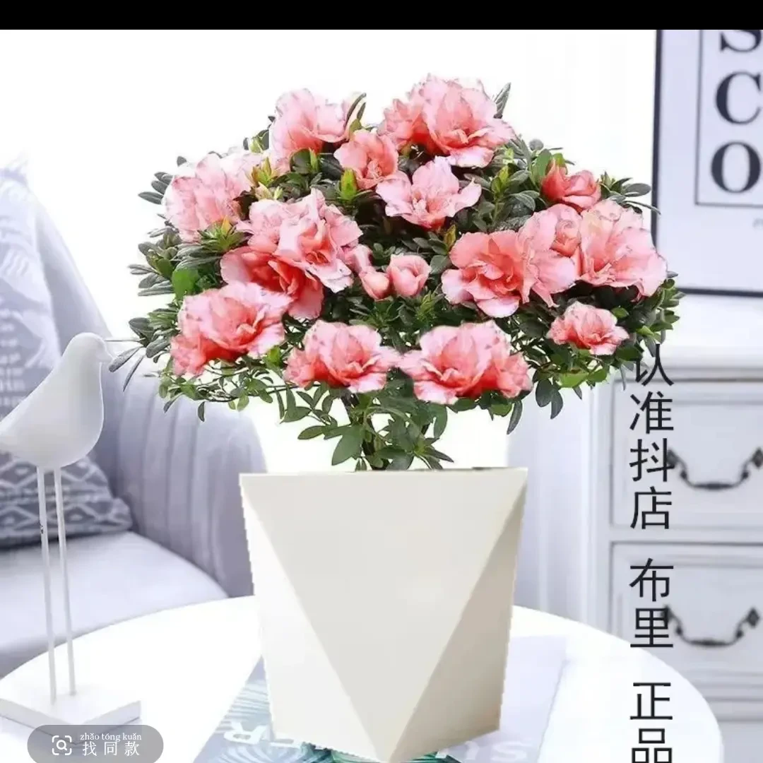 杜鹃花盆栽带花苞室内外好养花卉绿植适合阳台庭院
