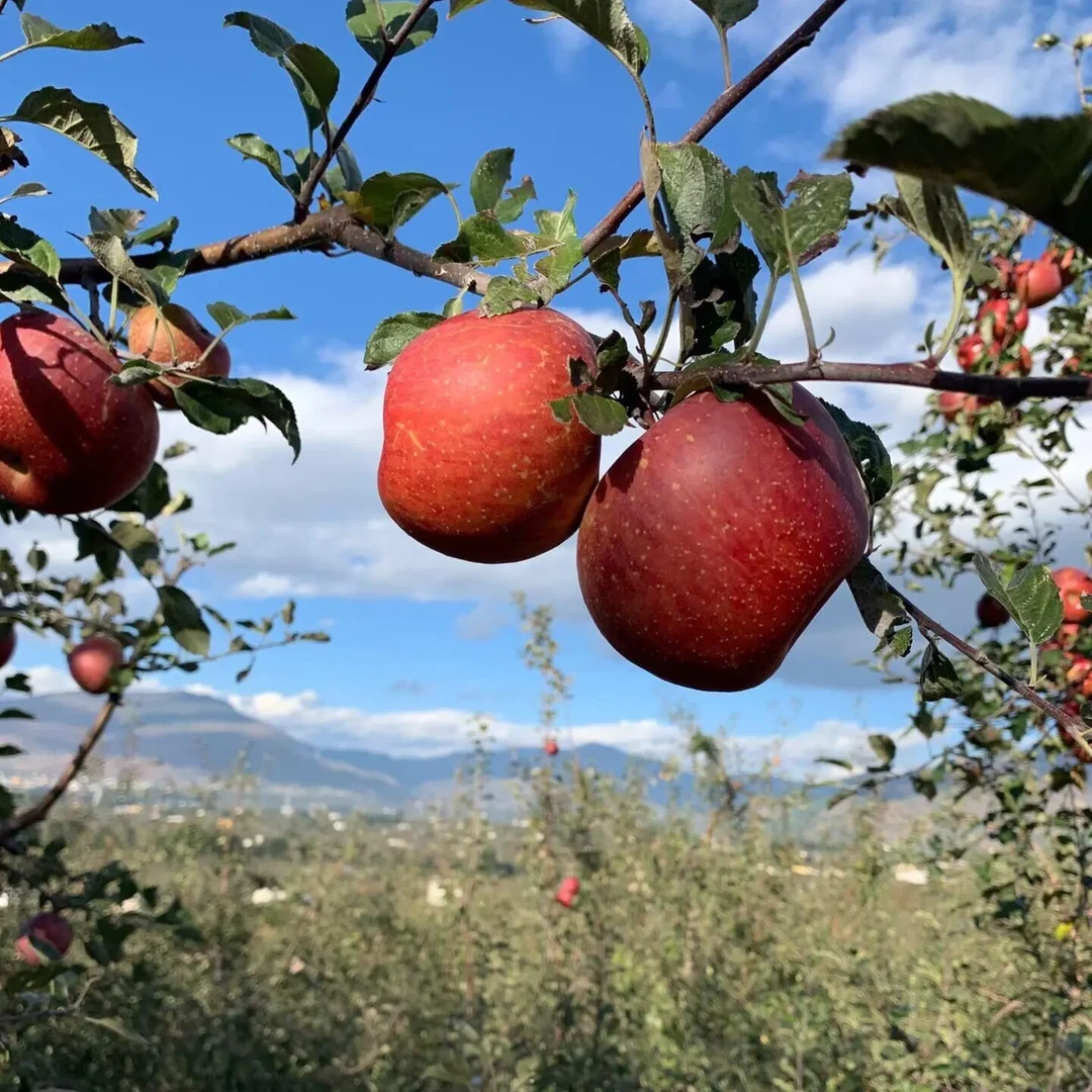 云南昭通糖心苹果新鲜现摘冰糖心脆甜多汁果（果园直发）