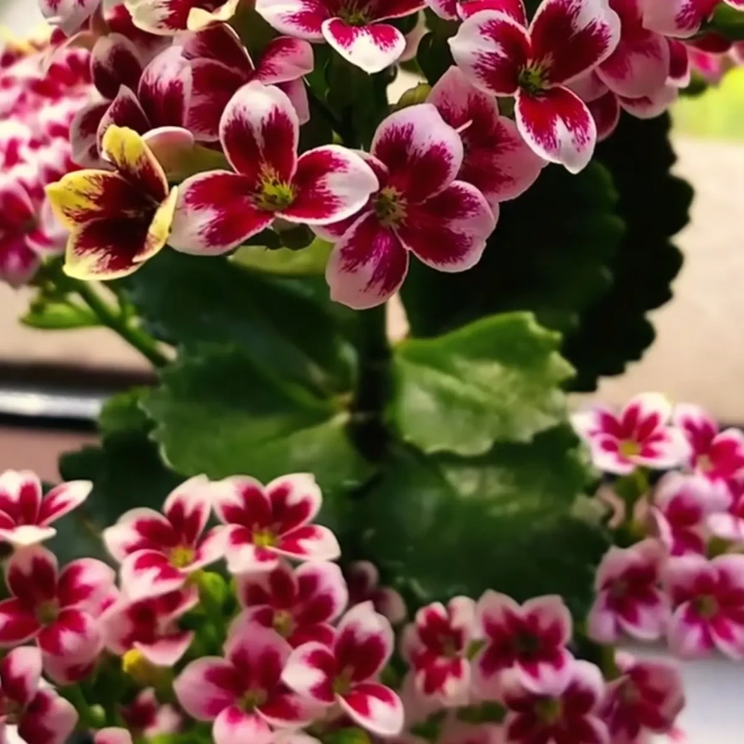 布莱克，粉色猫眼，颜色亮丽