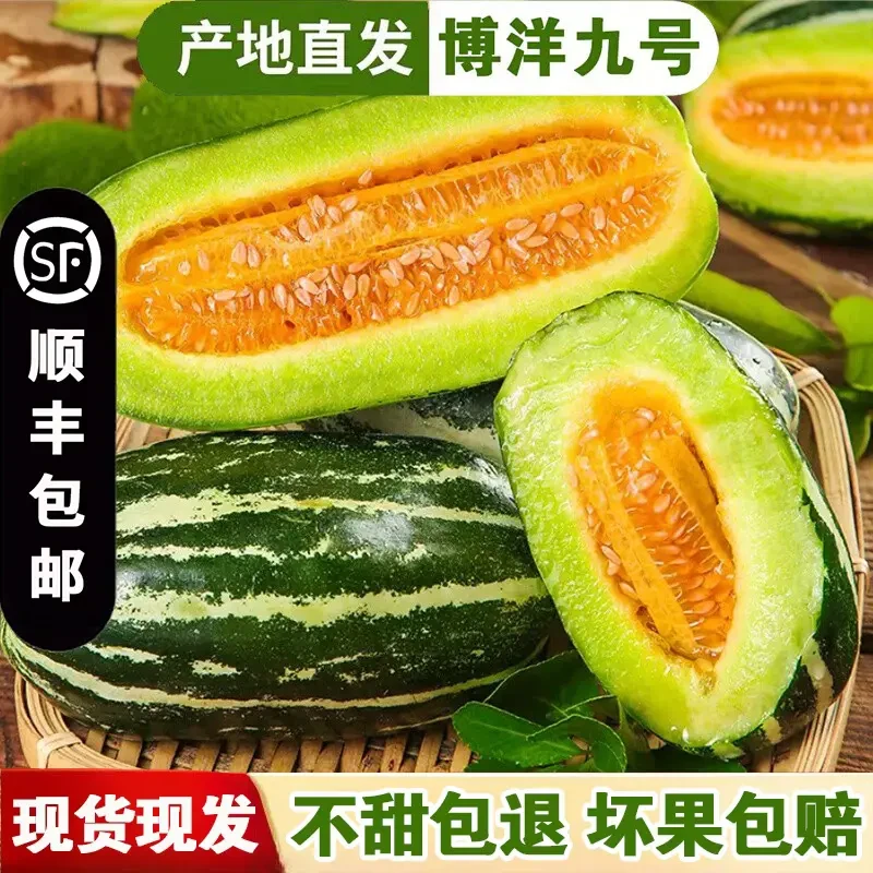 顺丰现摘包邮山东博洋9号甜瓜新鲜水果当季整箱包邮羊角香甜香蜜
