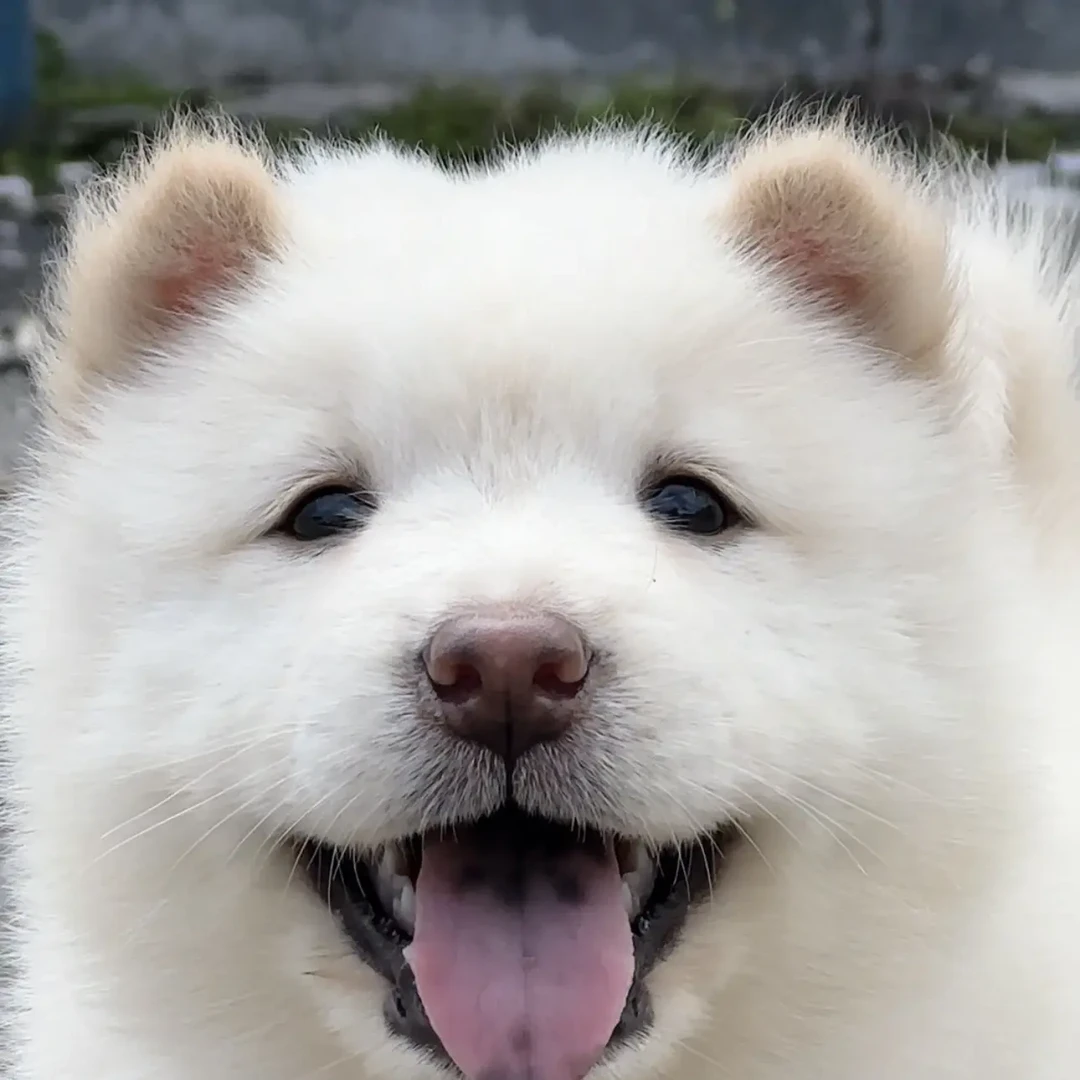 中华田园犬链接2“母”