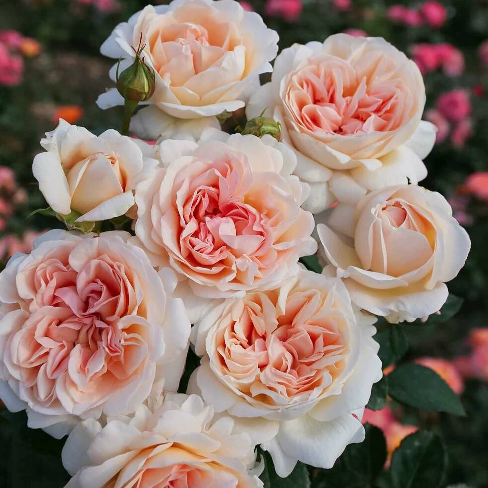 大公夫人月季 科德斯 灌木大花浓香 别名大公爵夫人路易丝月季