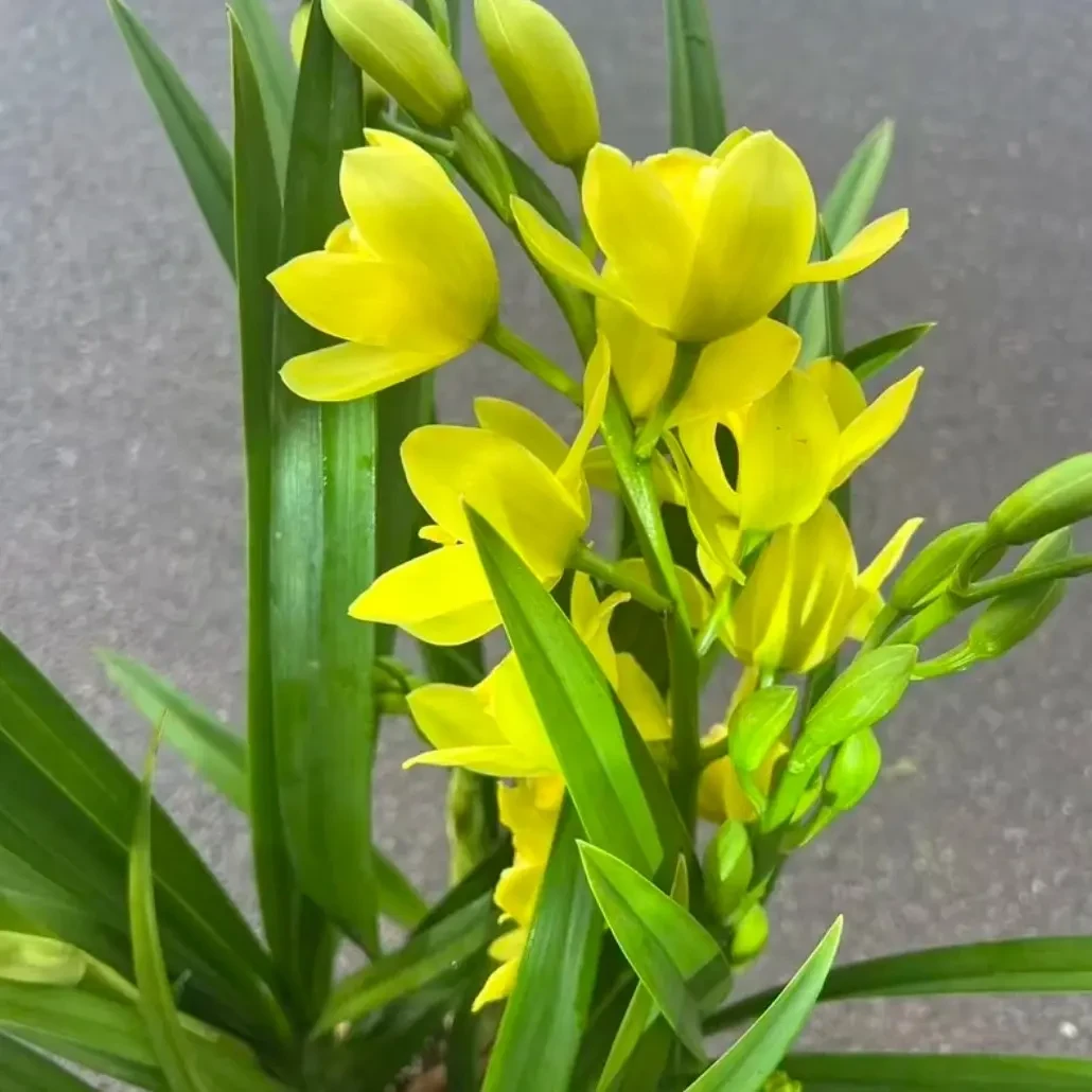 大花蕙兰【黄金美人】 特级花 春节盆栽秋冬季好养活