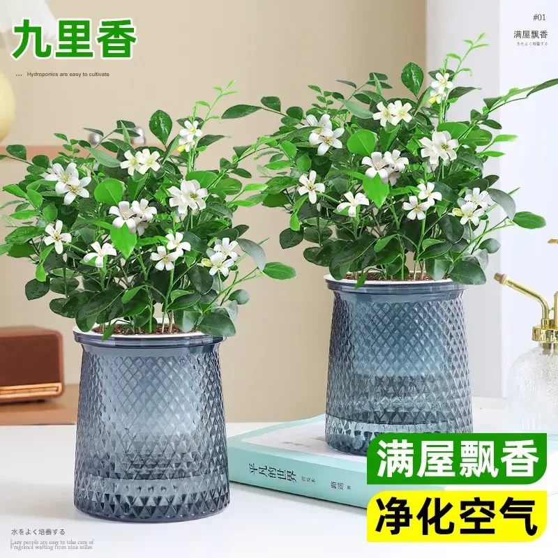 水培九里香四季开花室内盆栽绿植净化空气客厅桌面摆放懒人花卉