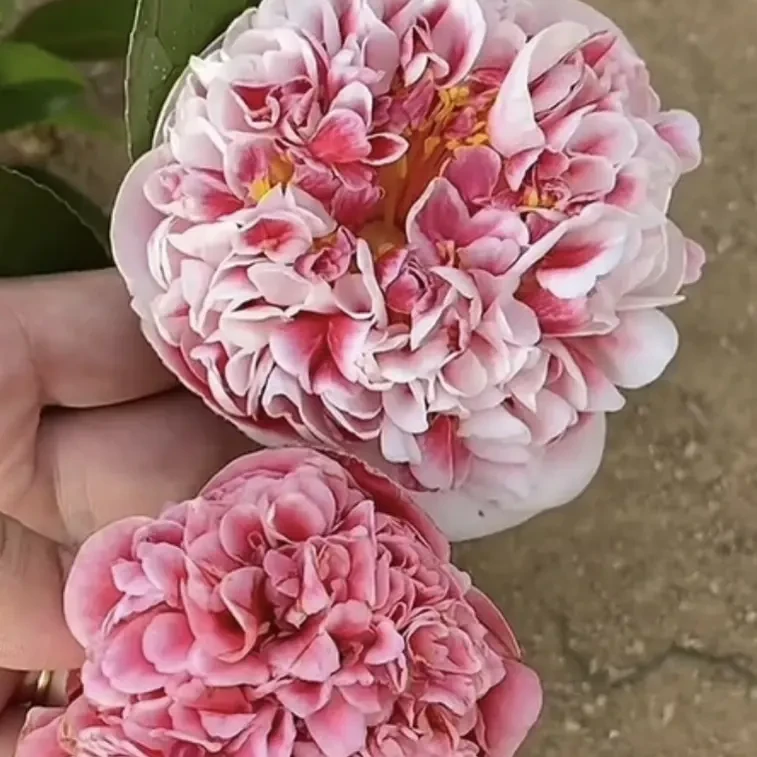 带花苞彩虹天使复色重瓣室内外庭院阳台盆栽花卉