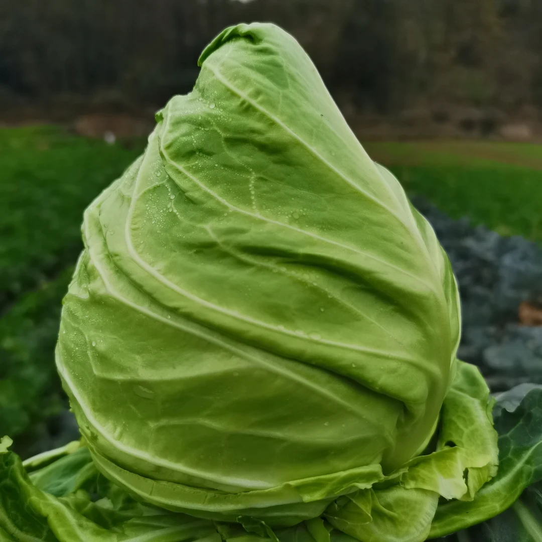 贵州农家自种牛心菜卷心菜新鲜牛心甘蓝手撕尖尖菜蔬菜莲花白