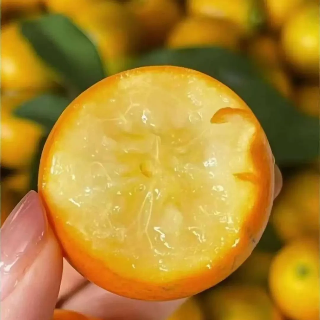 广西第三代脆蜜金桔无酸新鲜现摘应季水果（桔福记大果专用链接）