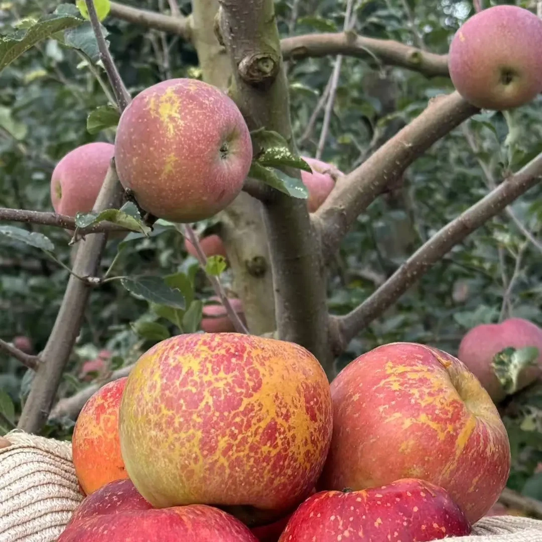 M正宗云南昭通高山高原冰糖心丑苹果新鲜营养脆甜多汁