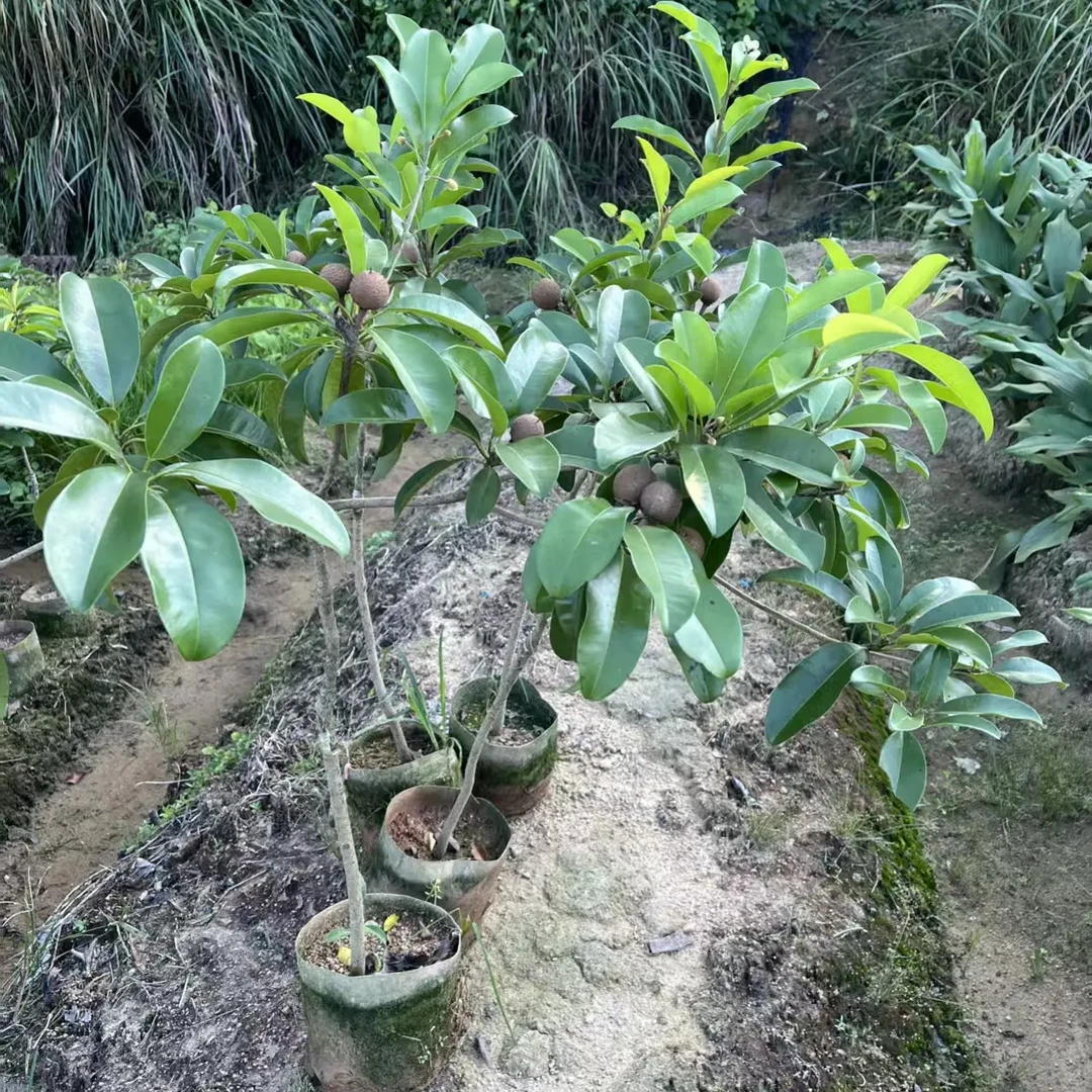越南人心大果，耐寒品种，四季成果