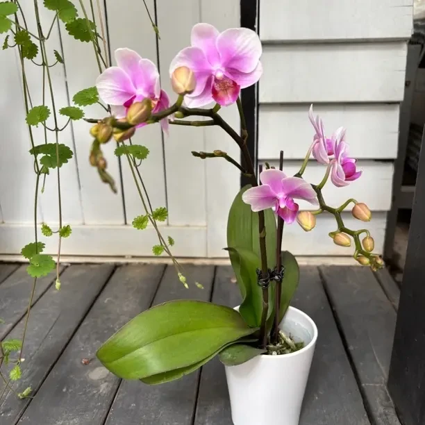 蝴蝶兰【麦兜】2.8寸小花型带花带苞(叶片微瑕不售后)