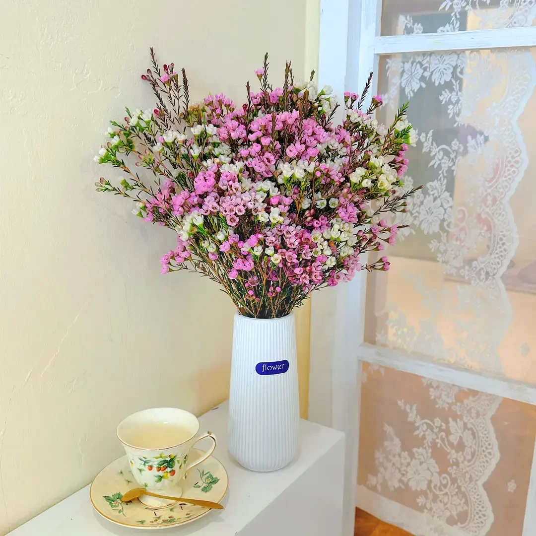 【粉白色腊梅 花瓶 保鲜剂】澳洲腊梅鲜切水培鲜枝云南基地直发真花