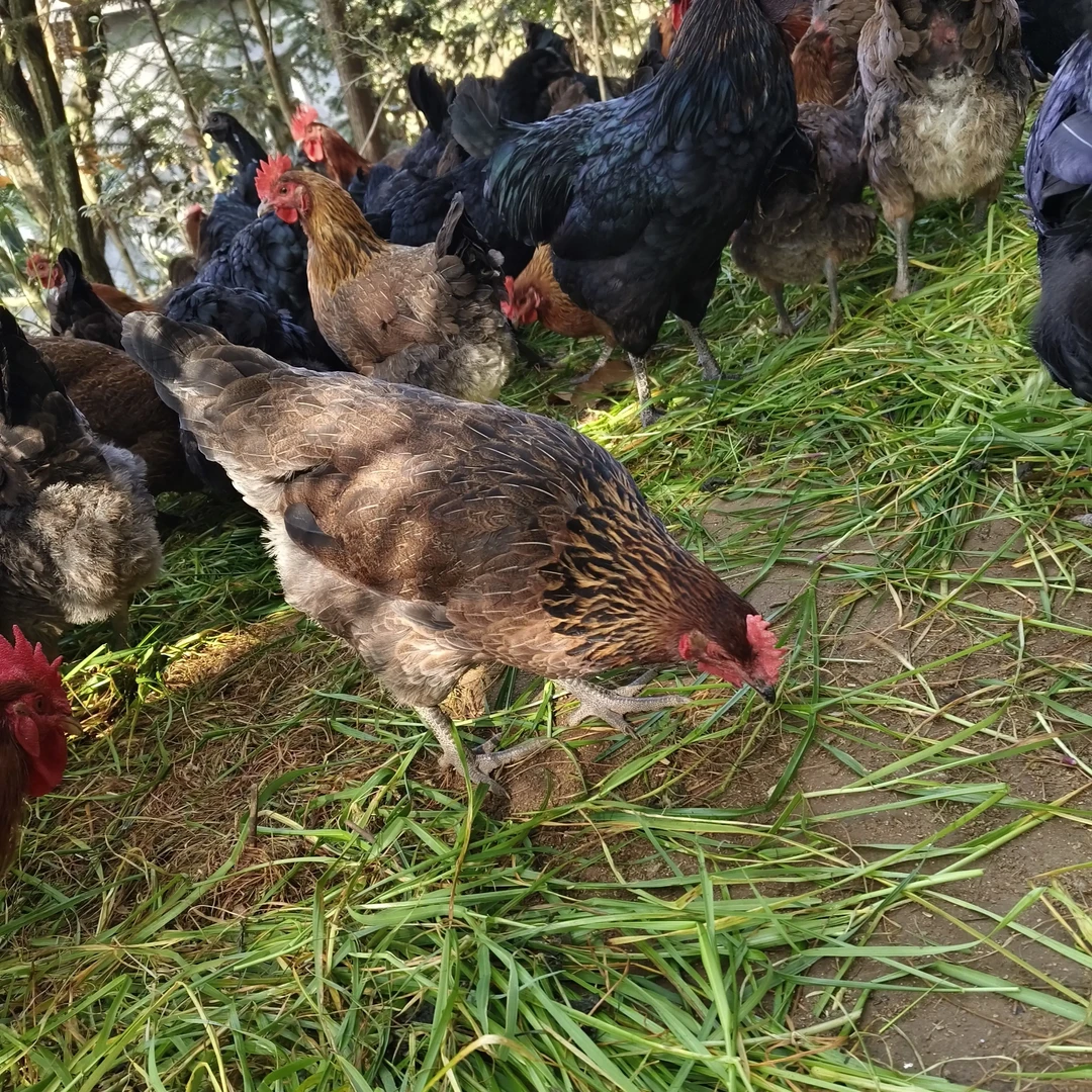 散养土鸡现杀新鲜肉质鲜美