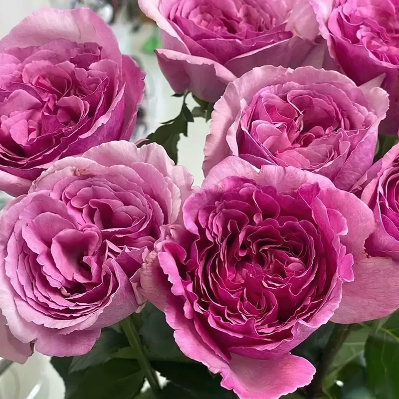 伊芙芳香世家月季 今井清 灌木大花浓香 玫红色切花玫瑰 直立勤花