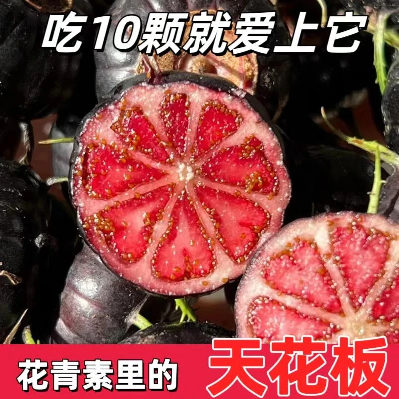 【新年福利】云南高山红果参蜘蛛果算盘果新鲜应季水果现摘现发大果