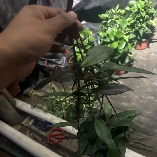 【黑巴顿】球兰盆栽室内外爬藤开花植物四季常青绿植