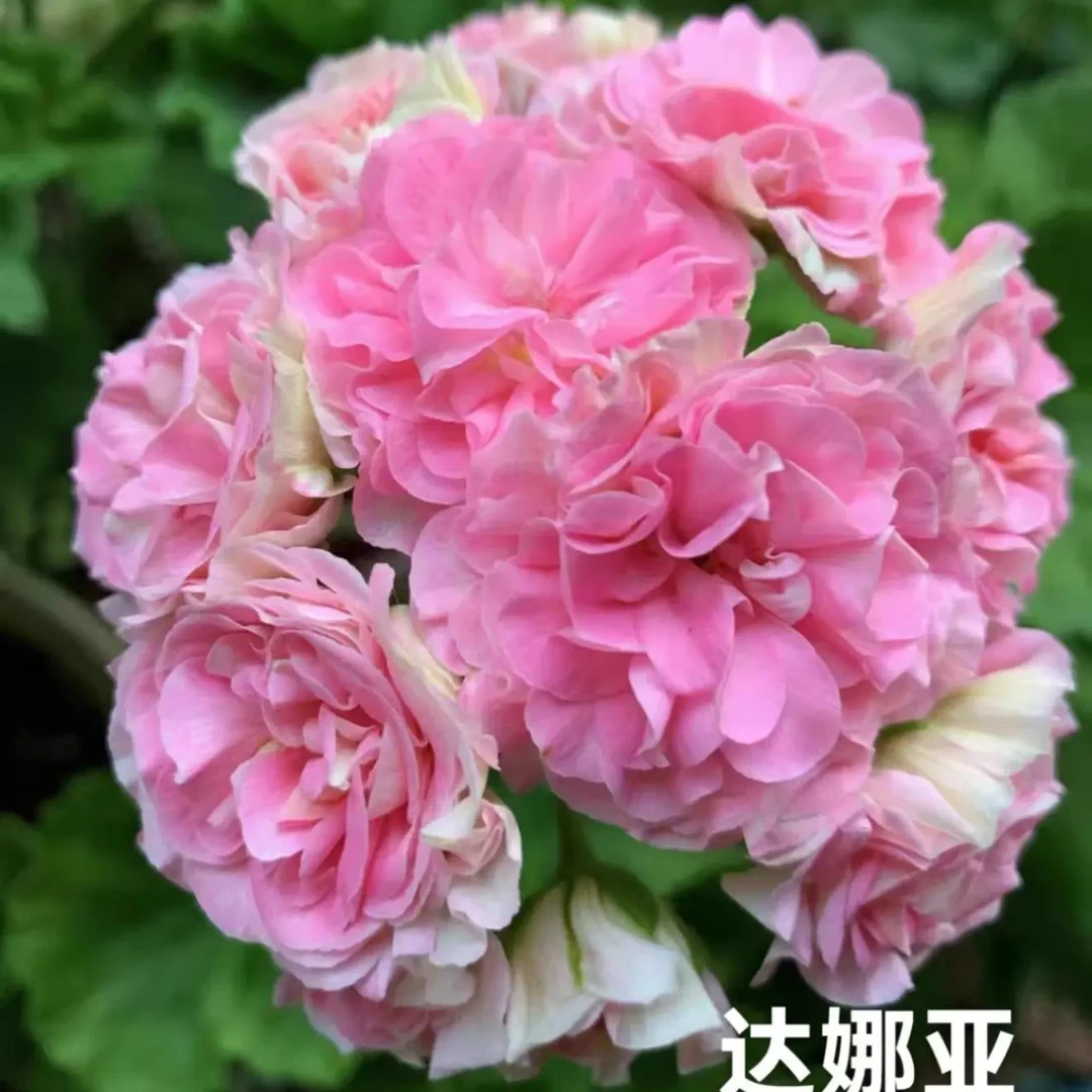 【达娜亚】天竺葵重瓣大花