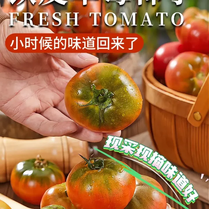 山东七彩草莓柿子铁皮西红柿新鲜现摘现发水果代餐