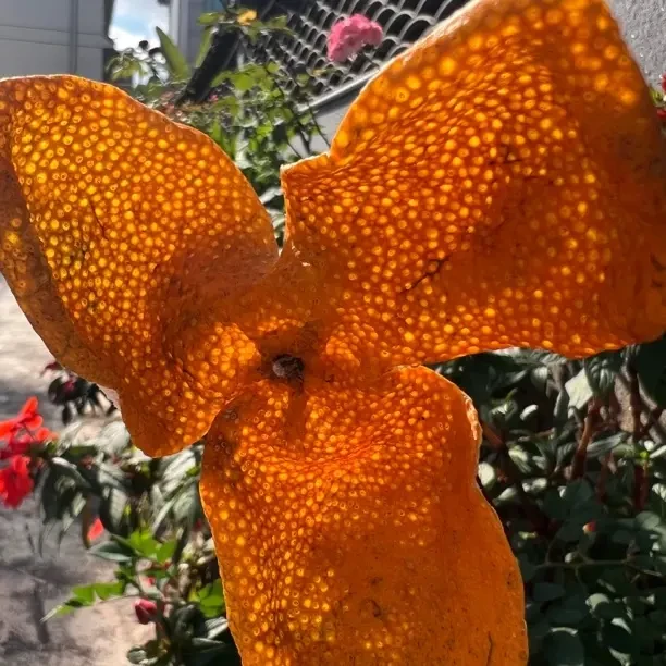 2025新会原枝大红皮100克、买一送一、200克