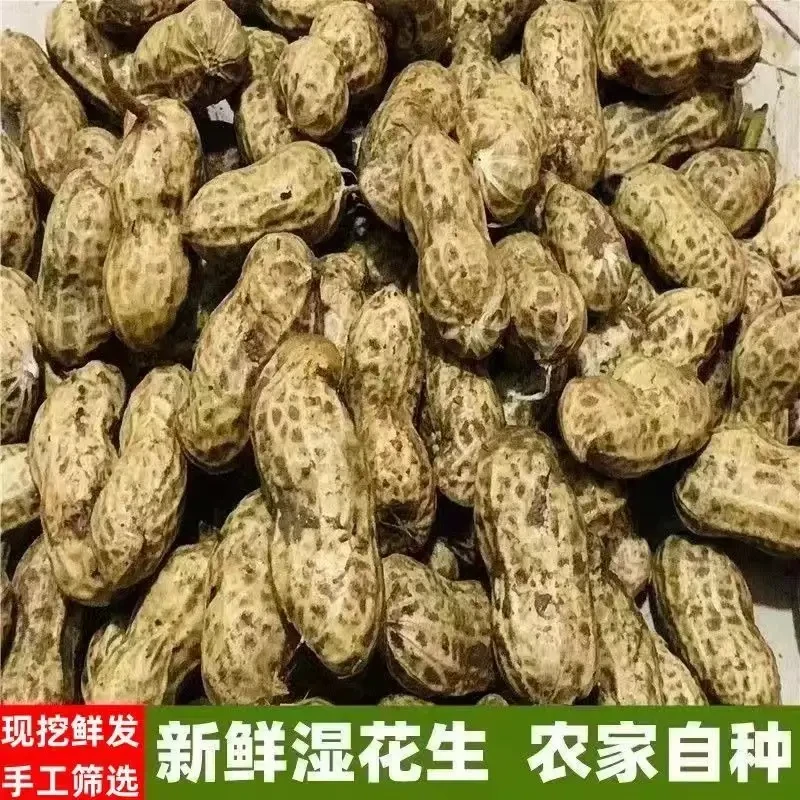 新鲜带泥湿花生2025年新货带壳当季农家现挖现卖水煮花生农家自种