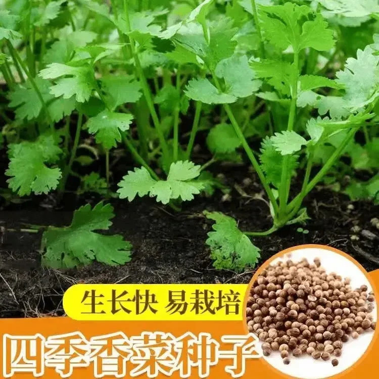 【耐热大叶香菜种子】耐抽薹芫荽种籽春秋四季农家蔬菜种籽盆栽