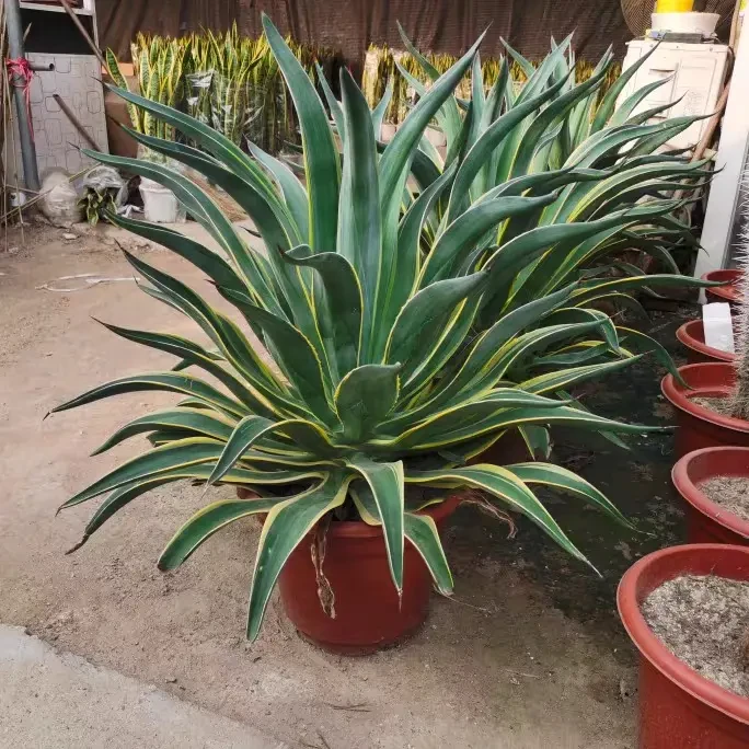 龙舌兰盆栽绿植阳台庭院多年生银边金边龙舌兰凤尾兰新奇皇冠兰