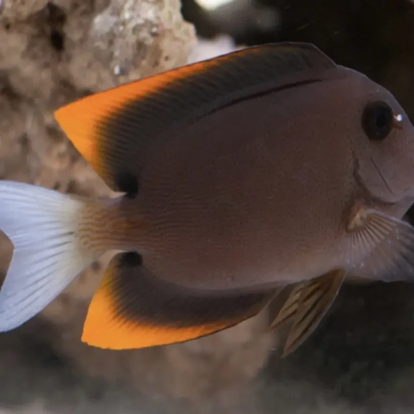 火箭吊海水观赏鱼渔场直发默认顺丰不包邮