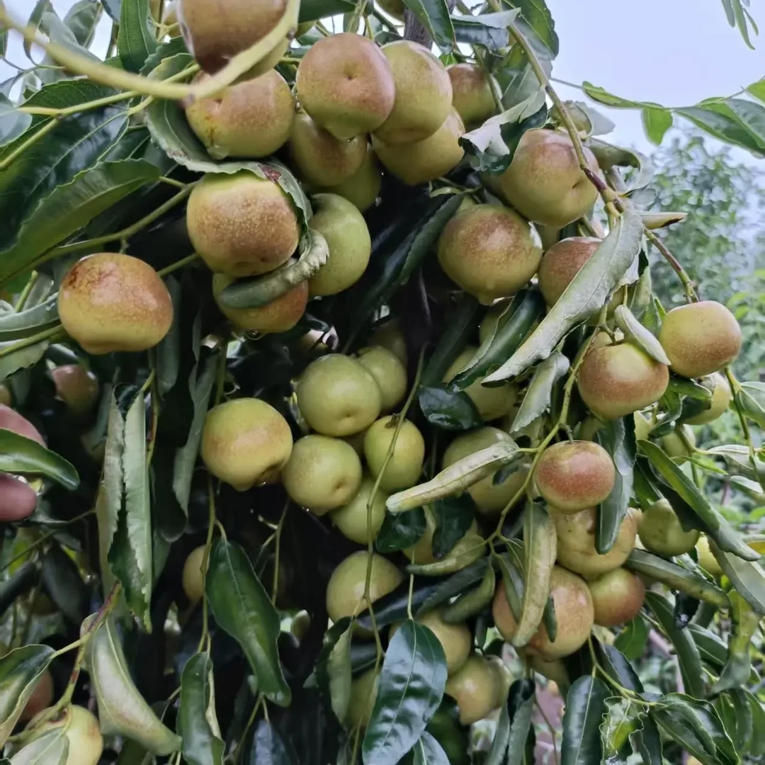 蜜糖枣冬枣新鲜应季脆甜水果