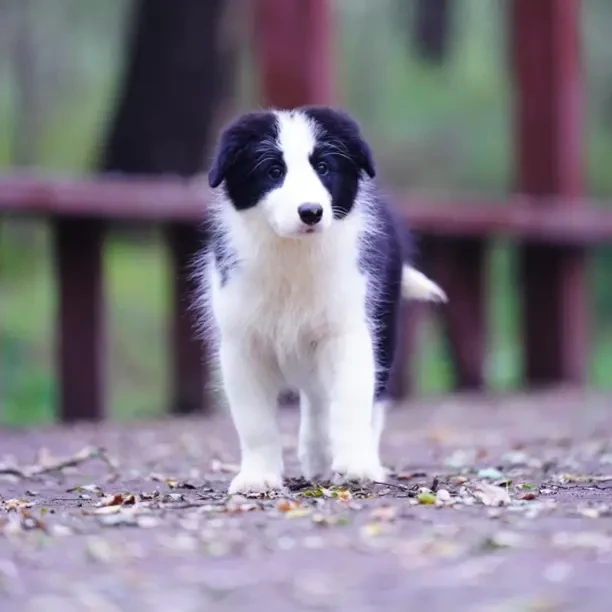 by妹妹①纯种边境牧羊犬幼犬高智商可爱小狗驱虫疫苗已完成大号