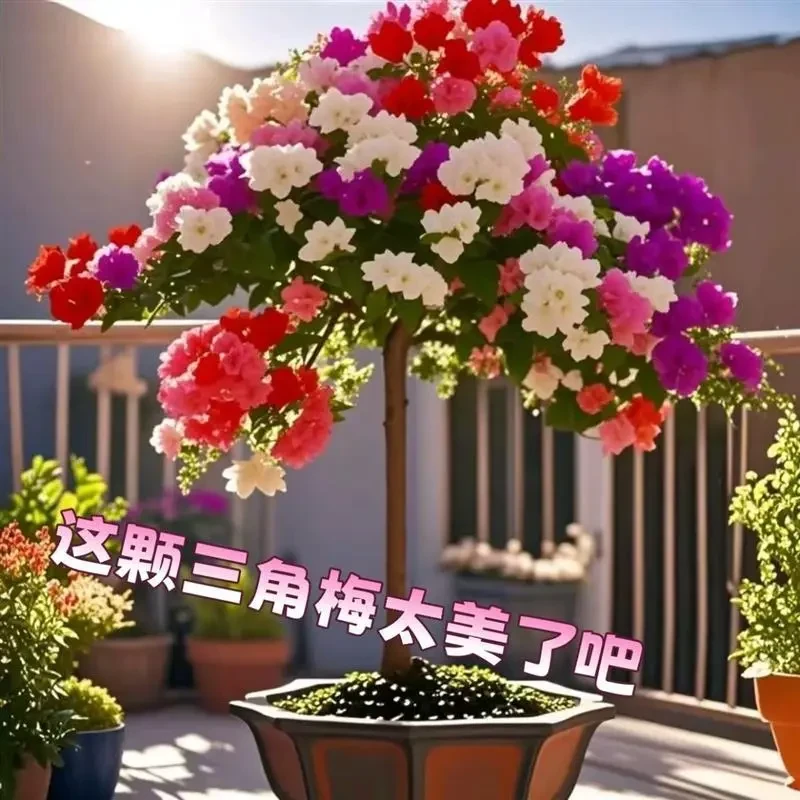 【四季爆花】新品三角梅多色阳台盆栽老庄耐热四季好养绿植庭院