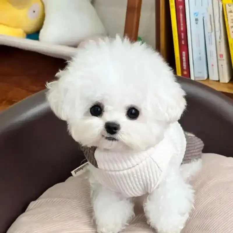 精品比熊活体韩系狗狗比熊泰迪宠物活体