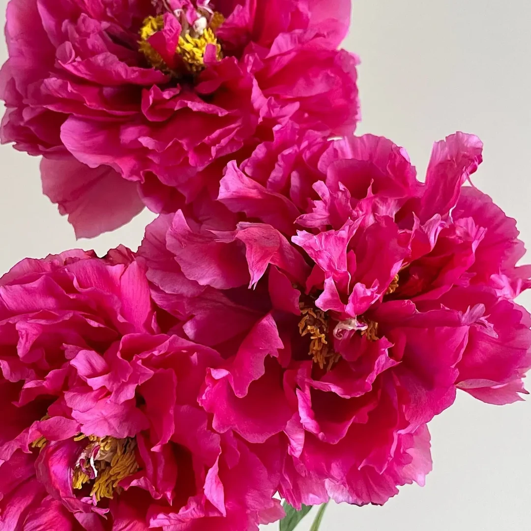 花王牡丹 一年苗 裸根