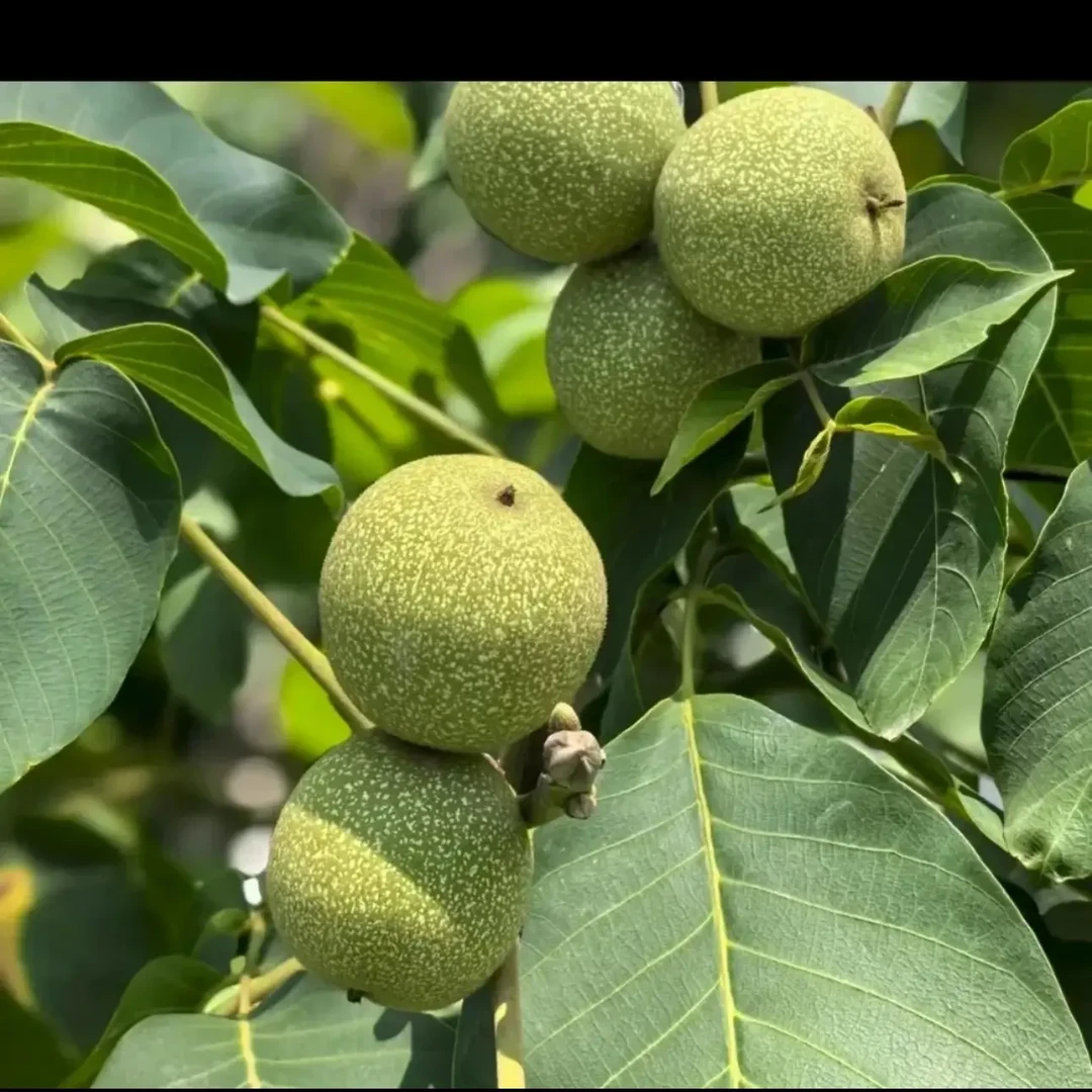 (小明代收)鲜核桃
